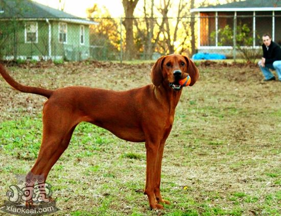 如何給紅骨獵浣熊犬剪指甲 紅骨獵浣熊犬剪指甲教程