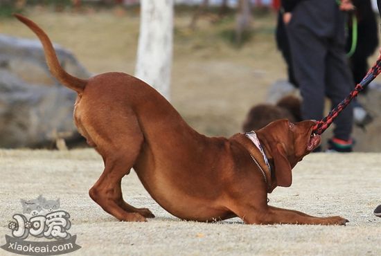 紅骨獵浣熊犬怎么養(yǎng) 紅骨獵浣熊犬喂養(yǎng)要點