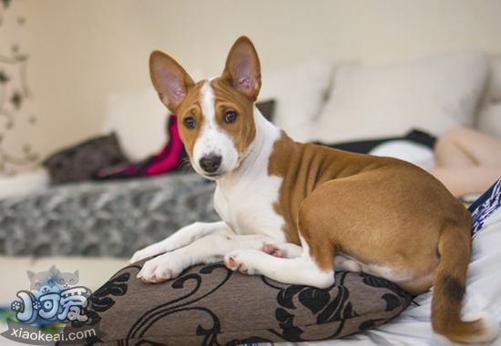 巴仙吉犬不能吃什么 八點(diǎn)巴仙吉犬不能吃的食物