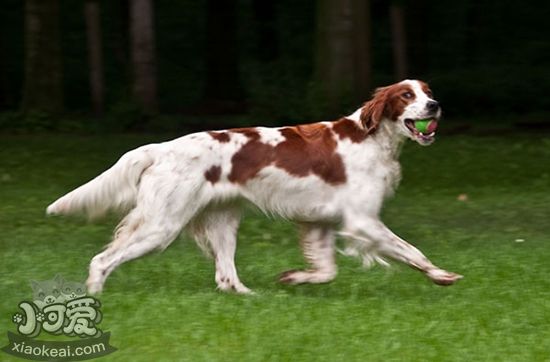 愛(ài)爾蘭紅白雪達(dá)犬咳嗽怎么辦 咳嗽治療方法