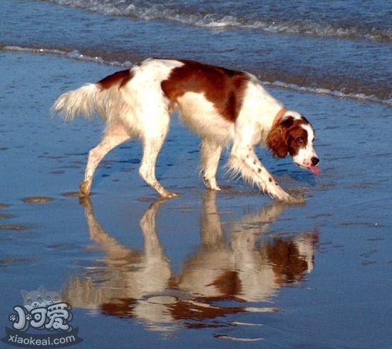 愛(ài)爾蘭紅白雪達(dá)犬得了敗血癥怎么辦