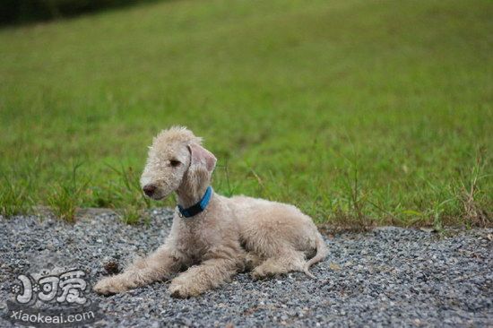 貝靈頓梗怎么養 貝靈頓梗飼養注意事項1