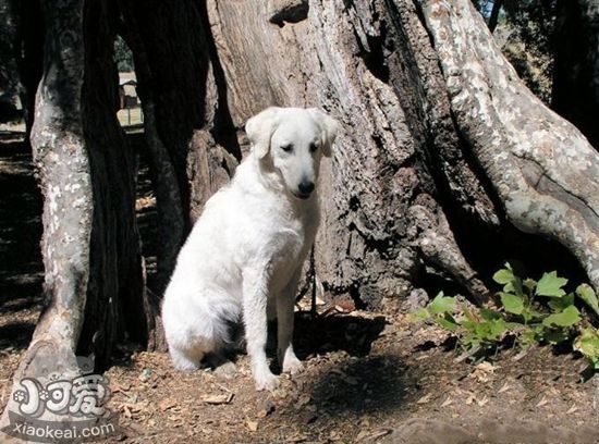 庫瓦茲犬不能吃什么 庫瓦茲犬禁忌食物介紹