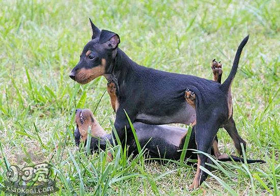 玩具曼徹斯特犬好養嗎 玩具曼徹斯特犬飼養介紹