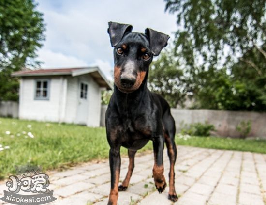 怎么預防玩具曼徹斯特犬皮膚病