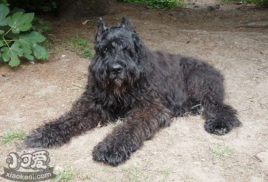 波蘭德斯布比野犬如何美容 波蘭德斯布比野犬美容注意事項1