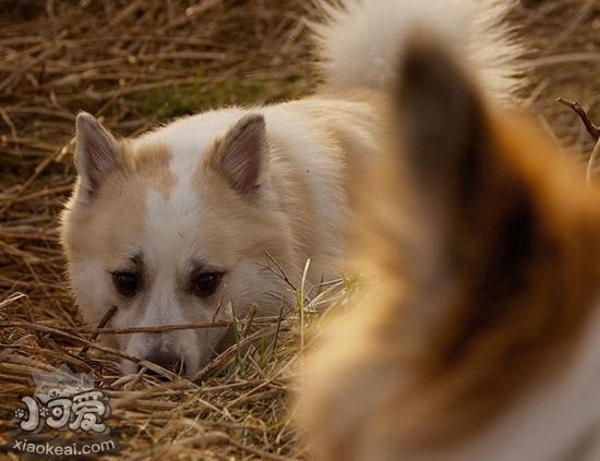 冰島牧羊犬怎么護理 冰島牧羊犬日常護理技巧
