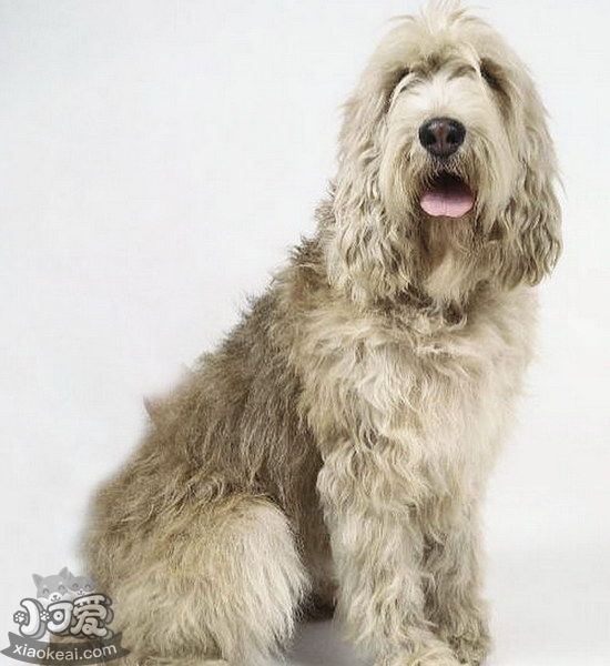 奧達(dá)獵犬牙齒怎么護(hù)理 獵水獺犬口腔清潔流程1