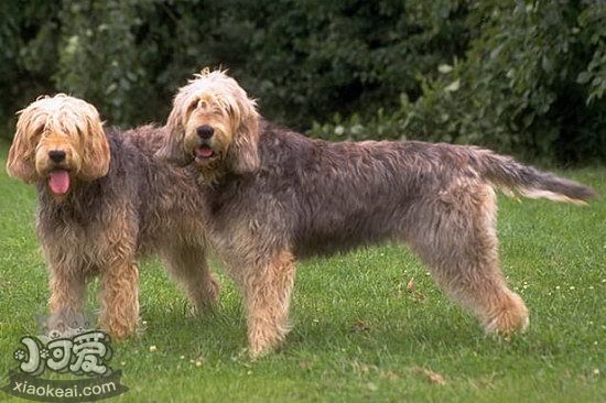 愛爾蘭獵狼犬寄生蟲怎么預防治療方法1
