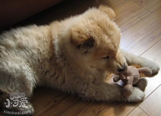 愛爾蘭獵狼犬不能吃什么東西 愛爾蘭獵狼犬不能吃食物介紹1
