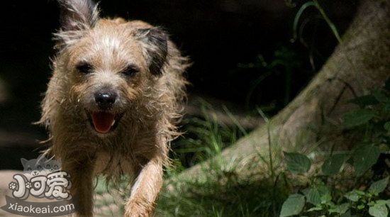 愛爾蘭獵狼犬耳朵怎么清潔 愛爾蘭獵狼犬耳朵護理方法1