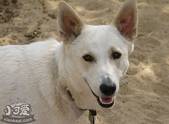 卡南犬怎么喂養 卡南犬喂養要點