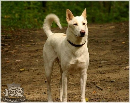 卡南犬怎么洗澡 卡南犬毛發(fā)易清洗