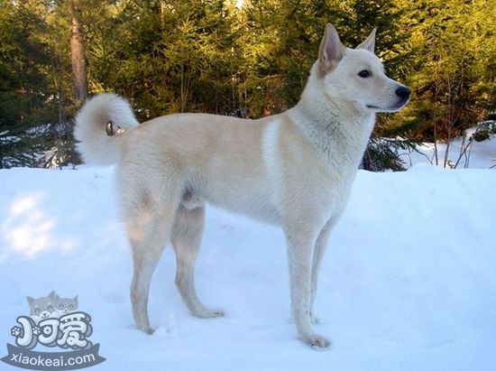 卡南犬感冒怎么辦 卡南犬感冒治療方法