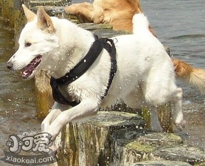 卡南犬眼睛怎么護(hù)理 卡南犬眼睛護(hù)理方法