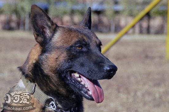 馬里努阿犬嘔吐怎么治療 馬里努阿犬嘔吐治療方法1
