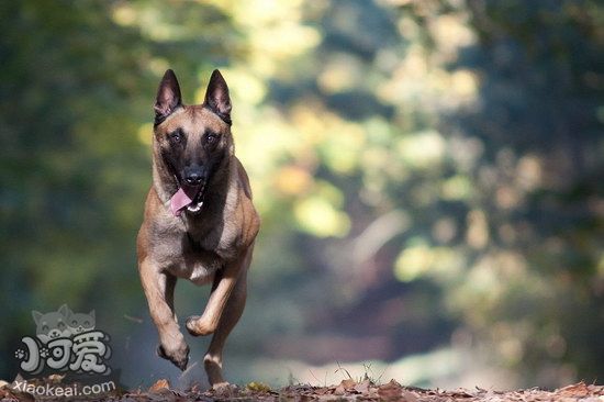 馬里努阿犬感冒怎么辦 馬里努阿犬感冒護(hù)理方法1