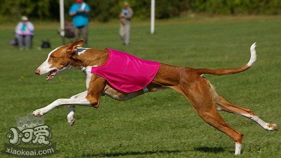 伊比贊獵犬怎么養(yǎng) 伊比贊獵犬飼養(yǎng)心得1