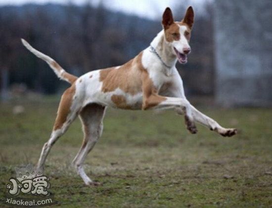 伊比贊獵犬耳朵怎么清潔 伊比贊獵犬耳朵護理方法1