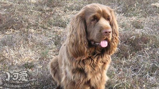 如何正確喂養蘇塞克斯獵犬 蘇塞克斯獵犬喂養技巧