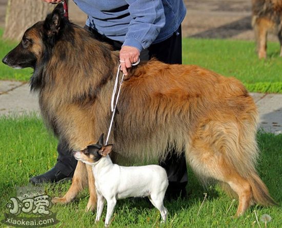 比利時(shí)特伏丹犬作揖怎么訓(xùn)練 作揖訓(xùn)練方法