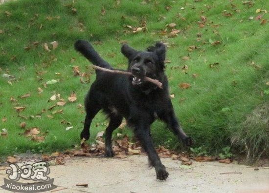平毛尋回犬有蛔蟲怎么辦 平毛尋回獵犬蛔蟲治療方法1