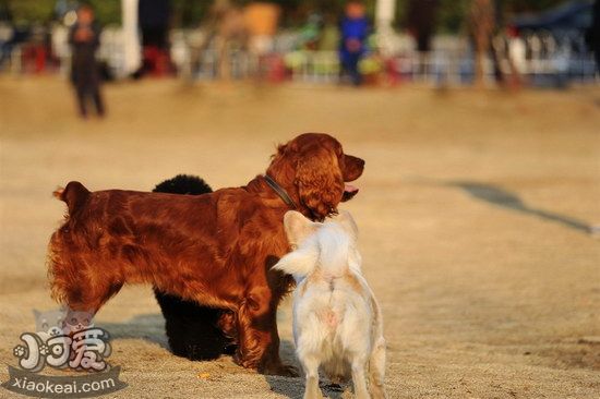 田野小獵犬感冒怎么治療 田野小獵犬感冒護理方法1