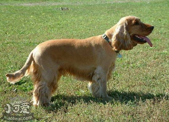 田野小獵犬有牙結(jié)石怎么辦 田野小獵犬牙結(jié)石預(yù)防治療方法1
