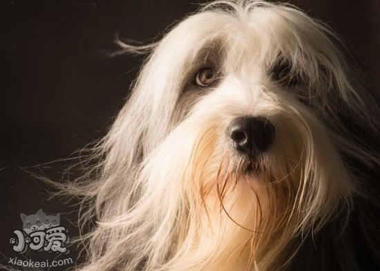 伯瑞犬怎么飼養(yǎng) 布雷獵犬飼養(yǎng)管理方法1