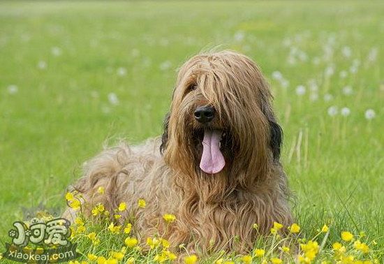 伯瑞犬怎么驅蟲 布雷獵犬寄生蟲防治方法1