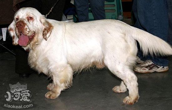 西班牙小獵犬怎么訓(xùn)練 西班牙小獵犬訓(xùn)練方法