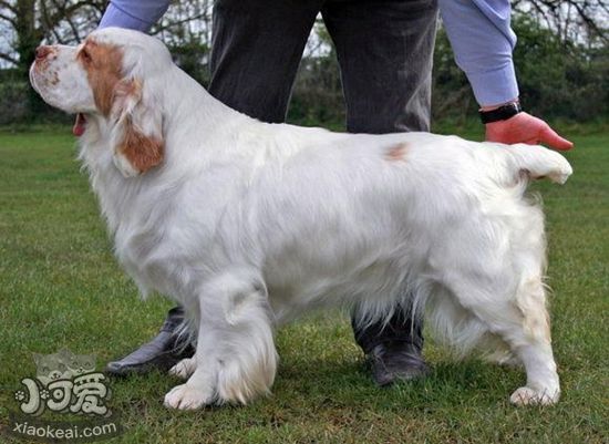 西班牙小獵犬休克怎么辦 西班牙小獵犬休克治療搶救方法