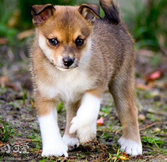 挪威倫德獵犬牙齒怎么護理 挪威倫德獵犬口腔清潔流程1