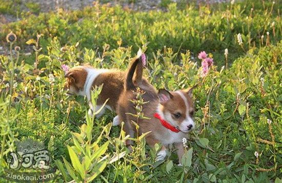 挪威倫德獵犬怎么驅蟲 挪威倫德獵犬驅蟲方法1