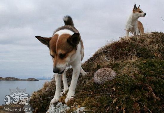 挪威倫德獵犬臥倒怎么訓(xùn)練 挪威倫德獵犬趴下訓(xùn)練教程1