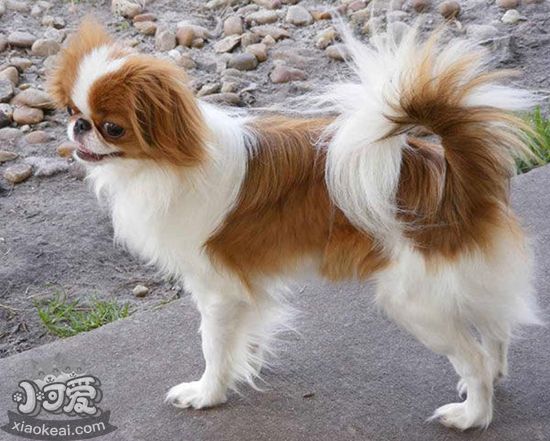 英國玩具獵鷸犬怎么美容 英國玩具獵鷸犬美容知識(shí)