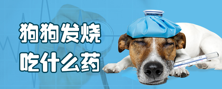 狗狗發燒吃什么藥1