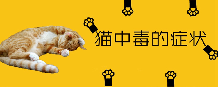 貓中毒的癥狀