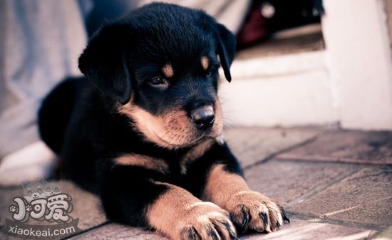 怎么訓(xùn)練羅威納犬握手 羅威納犬握手訓(xùn)練