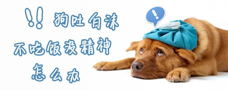 狗吐白沫不吃飯沒(méi)精神怎么辦