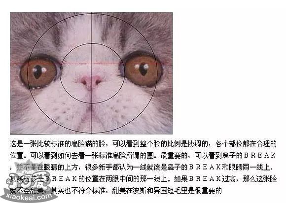 加菲貓?jiān)趺纯囱郾且痪€ 加菲貓判斷方法