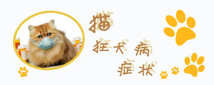 貓狂犬病癥狀