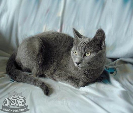 俄羅斯藍貓交配要注意什么 俄羅斯藍貓交配小知識