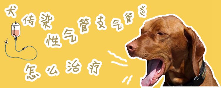 犬傳染性氣管支氣管炎怎么預防治療1