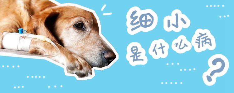 細小是什么病