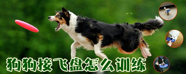 狗接飛盤怎么訓練