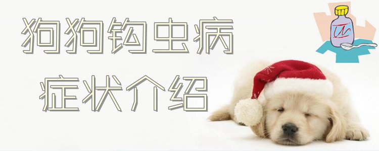 狗狗鉤蟲病的癥狀介紹