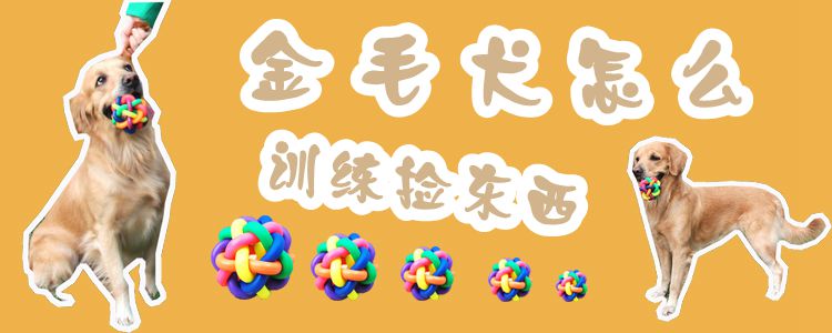金毛狗怎么訓練撿東西1