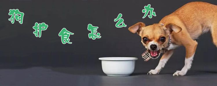 狗狗護食怎么辦