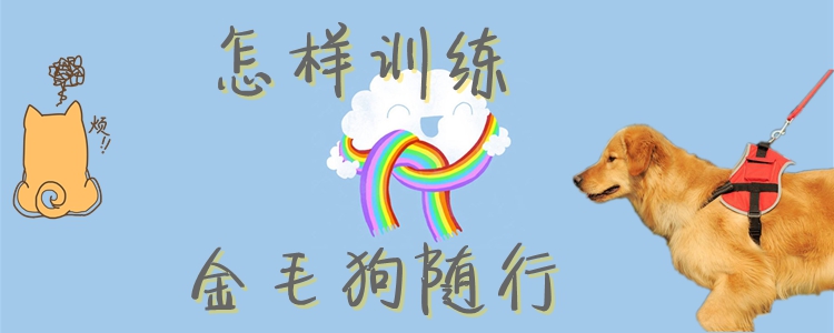 怎樣訓練金毛狗隨行